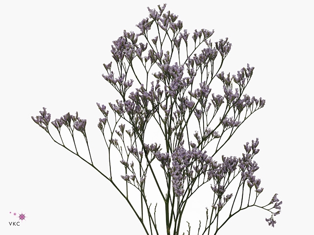 <h4>Limonium Safora Lilac</h4>