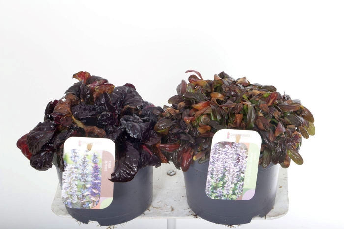 <h4>Ajuga Rep Gemengd</h4>