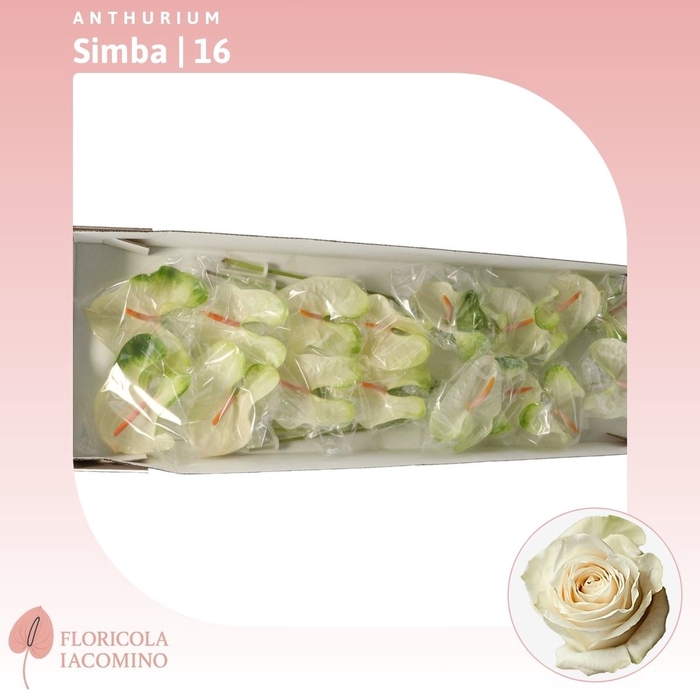 <h4>Anthurium Simba</h4>