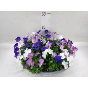 Viola corn.   ...mix