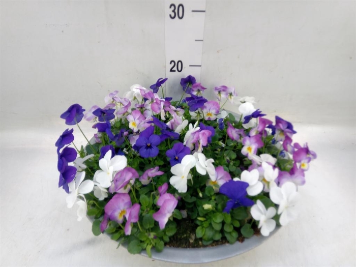 <h4>Viola corn.   ...mix</h4>