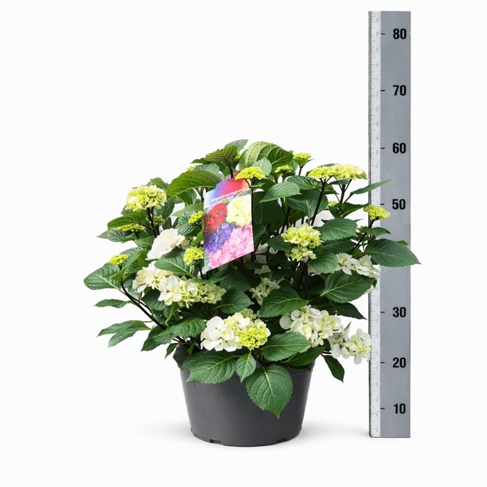 <h4>HYDR M CRYSTAL PALAC</h4>