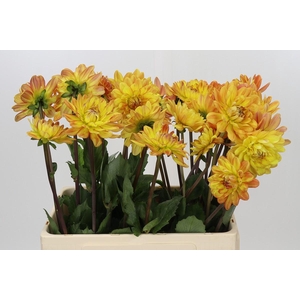 Dahlia Graceland