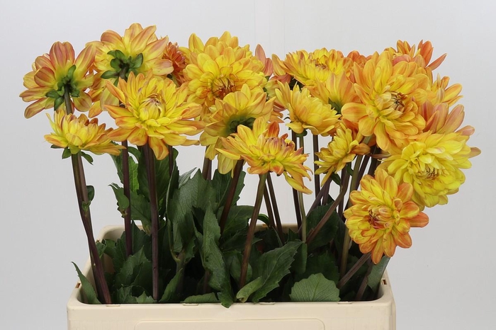 <h4>Dahlia Graceland</h4>