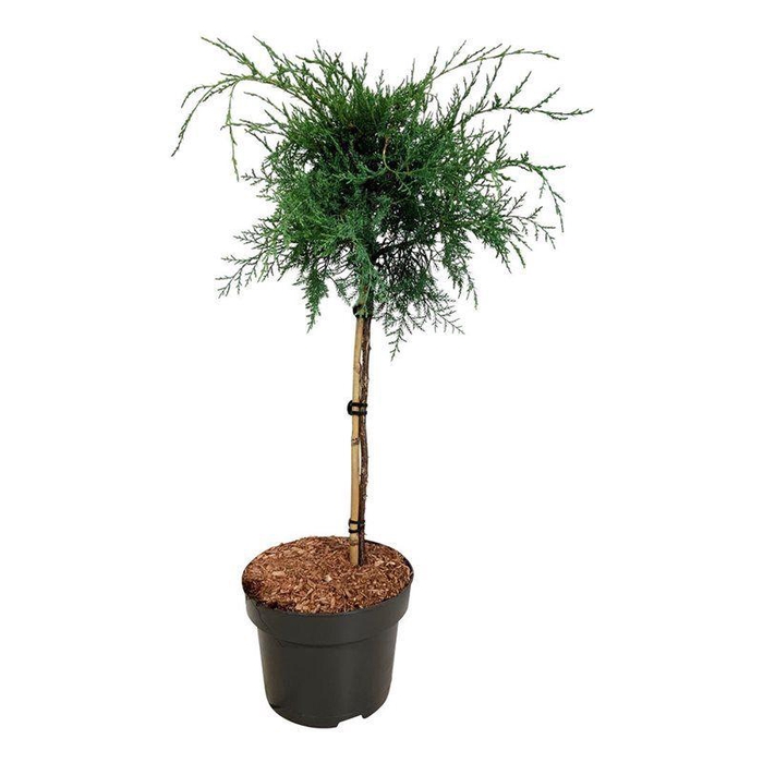 <h4>Juniperus virg. 'Grey Owl'</h4>