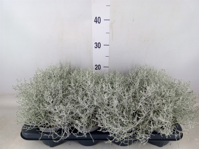 <h4>Leucophyta brownii 'Whimsy Silv'</h4>