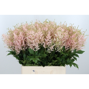 Astilbe Europa Roze