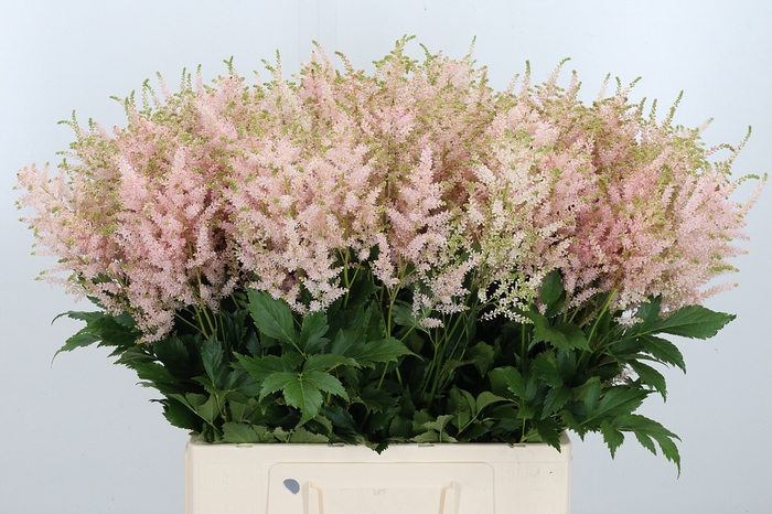 <h4>Astilbe Europa Roze</h4>