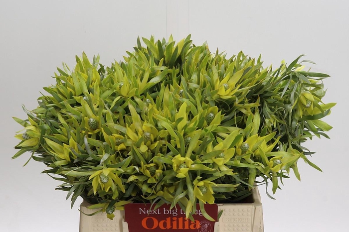 <h4>Leucadendron Pisa Spray</h4>