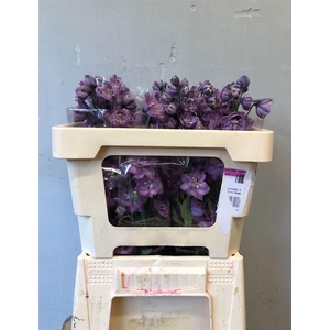 Delph Du Dewi Melody
