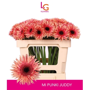 Germini Spider Punki Judy Water x60