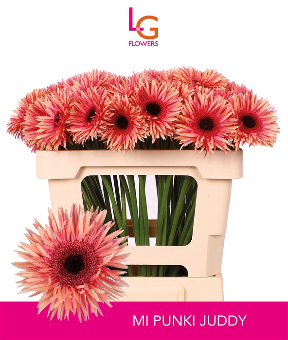 <h4>Germini Spider Punki Judy Water x60</h4>
