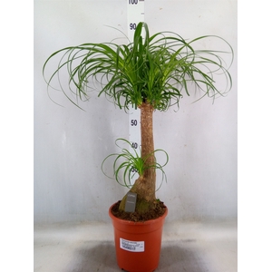 Beaucarnea recurvata