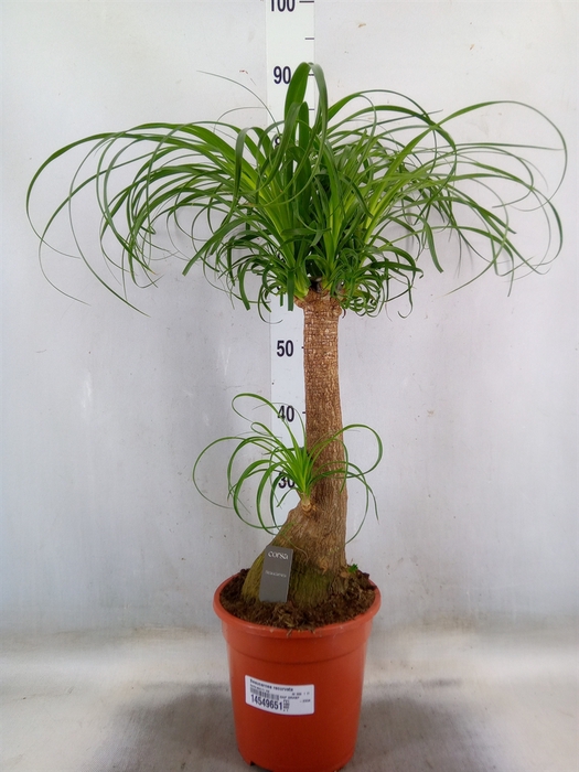 <h4>Beaucarnea recurvata</h4>