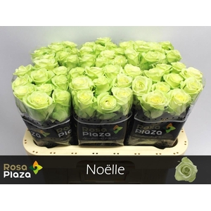 R Gr Noelle!
