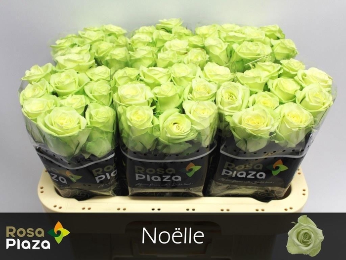 <h4>R Gr Noelle!</h4>
