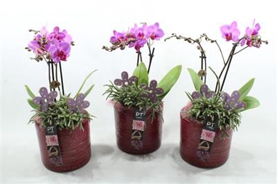<h4>6311 Ker Cerise Phal</h4>