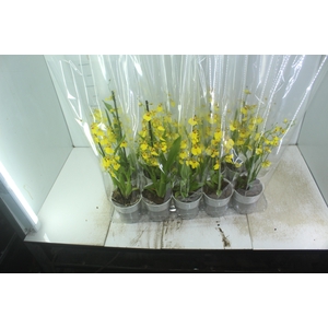 ONCIDIUM ALOHA P12