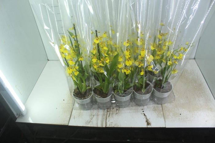 <h4>ONCIDIUM ALOHA P12</h4>