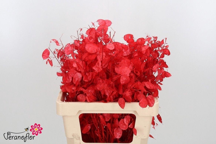 <h4>SNIJBL OV KLB H% BS</h4>