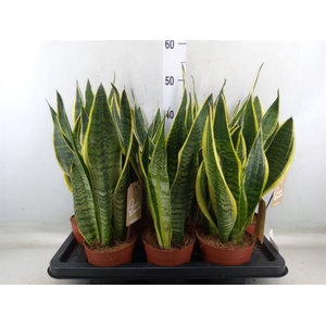 Sansevieria trifa. 'Futura Superba'