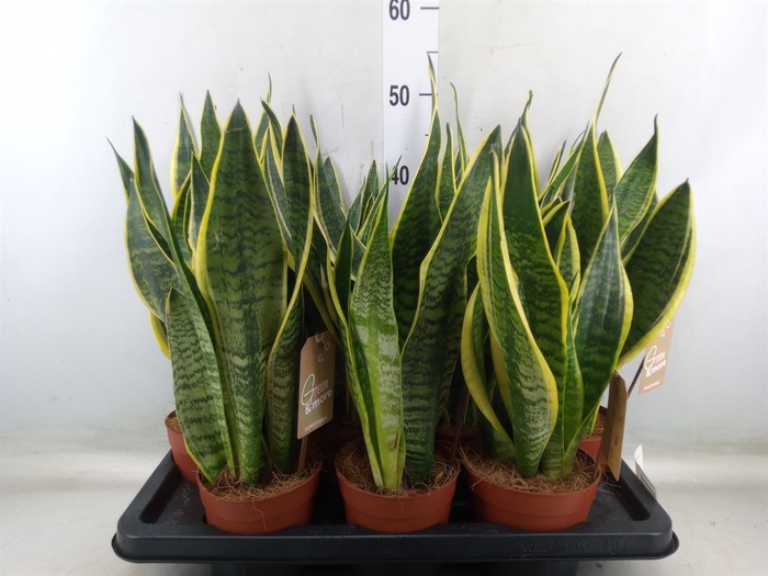 <h4>Sansevieria trifa. 'Futura Superba'</h4>
