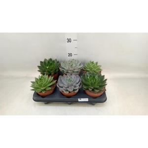 Echeveria   ...mix