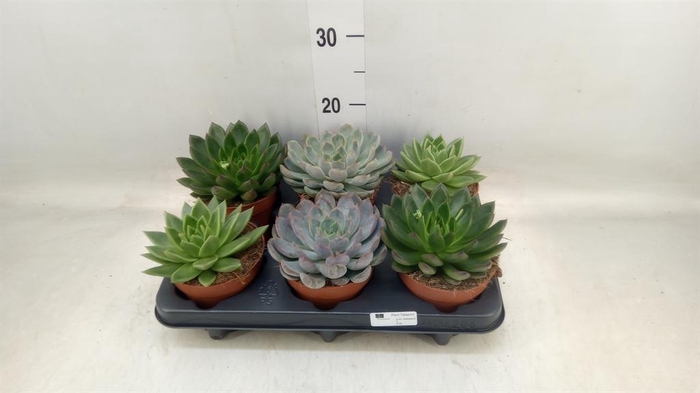 <h4>Echeveria   ...mix</h4>