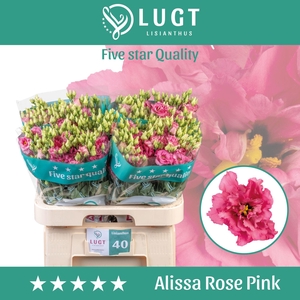EUS G ALISSA ROSE PI