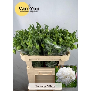 Papaver White