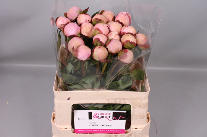 <h4>Paeonia Angel Cheeks | Heavy Quality</h4>