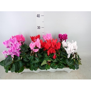 Cyclamen MD 'Allure'