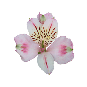 ALSTROEMERIA FANKE 080 CM