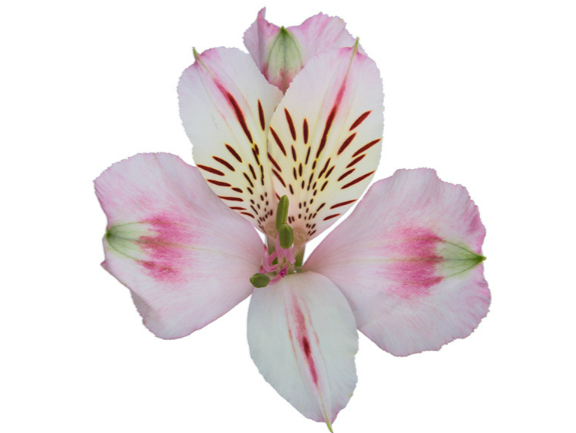 ALSTROEMERIA FANKE 080 CM