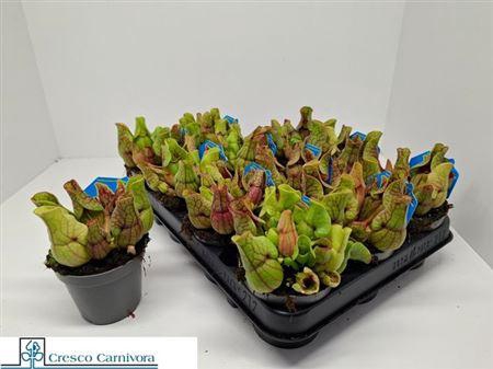 Sarracenia Ov