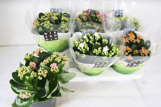 <h4>KAL GE GEM 5 KL</h4>