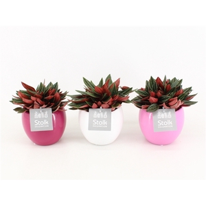 Peperomia Rosso 10,5 in Pink Mix pot