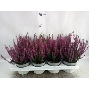 Calluna vulg. 'Beauty L Lianne'