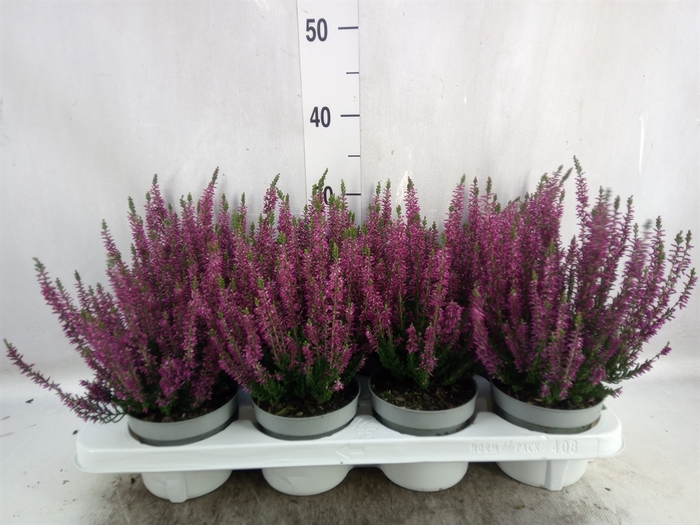 Calluna vulg. 'Beauty L Lianne'