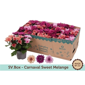 Chrysant Carnaval Sweet Melange in SV.Box
