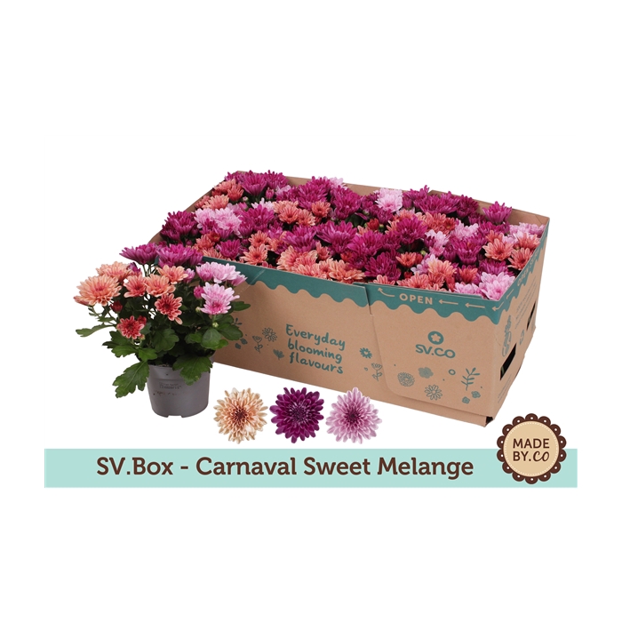 <h4>Chrysant Carnaval Sweet Melange in SV.Box</h4>