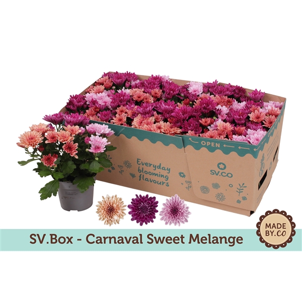 Chrysant Carnaval Sweet Melange in SV.Box