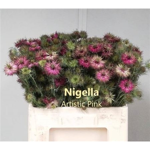 NIGE D ARTIST PI BS
