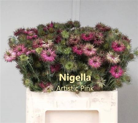 <h4>NIGE D ARTIST PI BS</h4>
