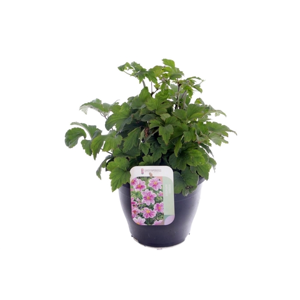 <h4>Anemone hybr. Pamina</h4>