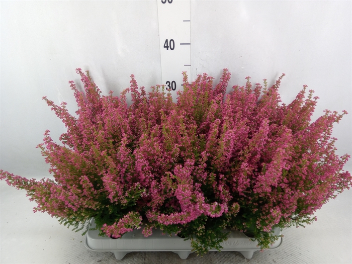 Erica gracilis 'Bea Queen Margaret'