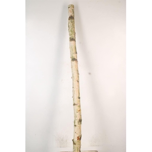 Birch Tree Per Piece 10/15cm