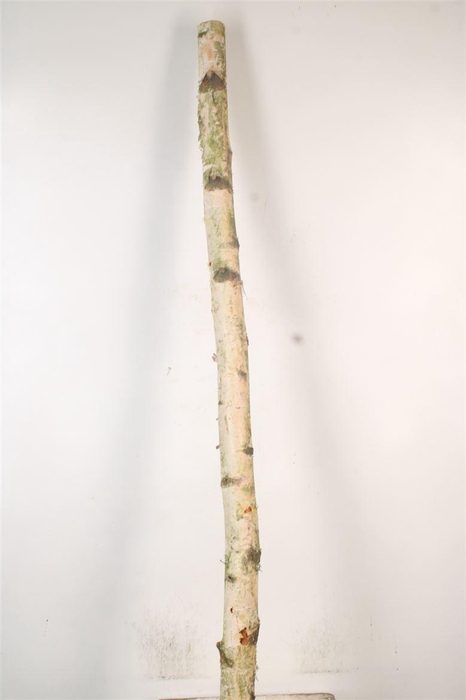 <h4>Birch Tree Per Piece 10/15cm</h4>