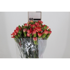 CRAVO SPRAY FIRE FLAME 060CM