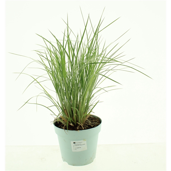 <h4>Schizachyrium scoparium Ha Ha Tonga</h4>